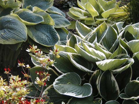 hosta garden jpg